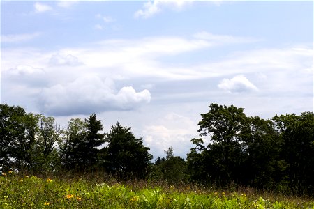 Edge of Field in Summer photo