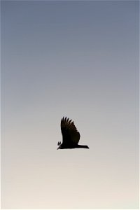 Flying Bird Silhouette photo