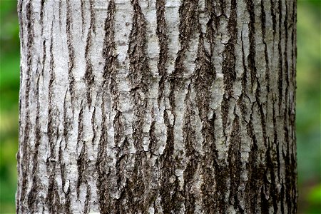 Grey Bark Texture photo