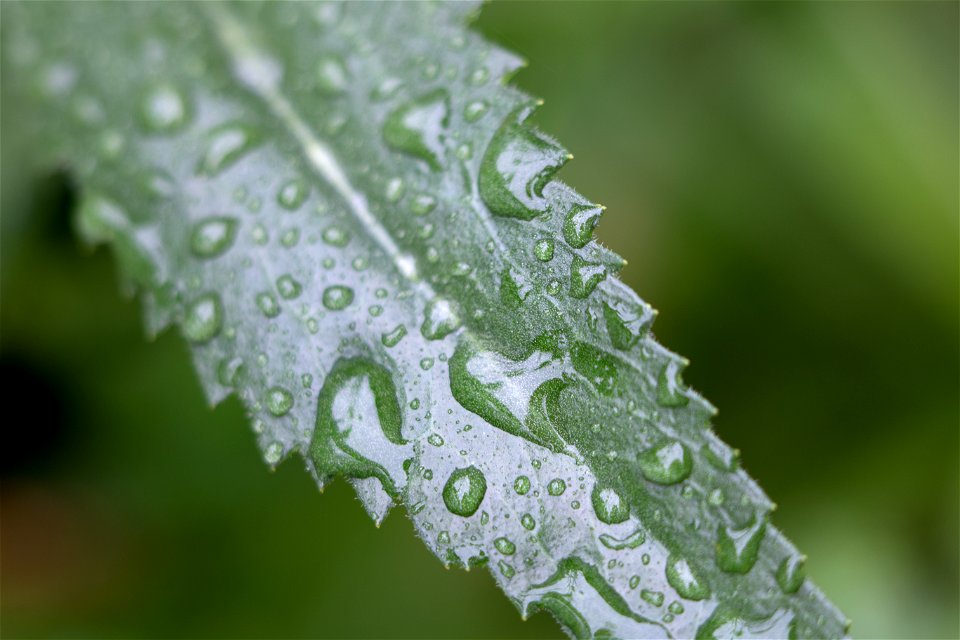 Wet Serrated Leaf photo