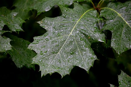 Dew Drops on Oak Leaves