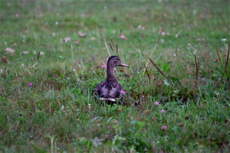 Duck in Field photo