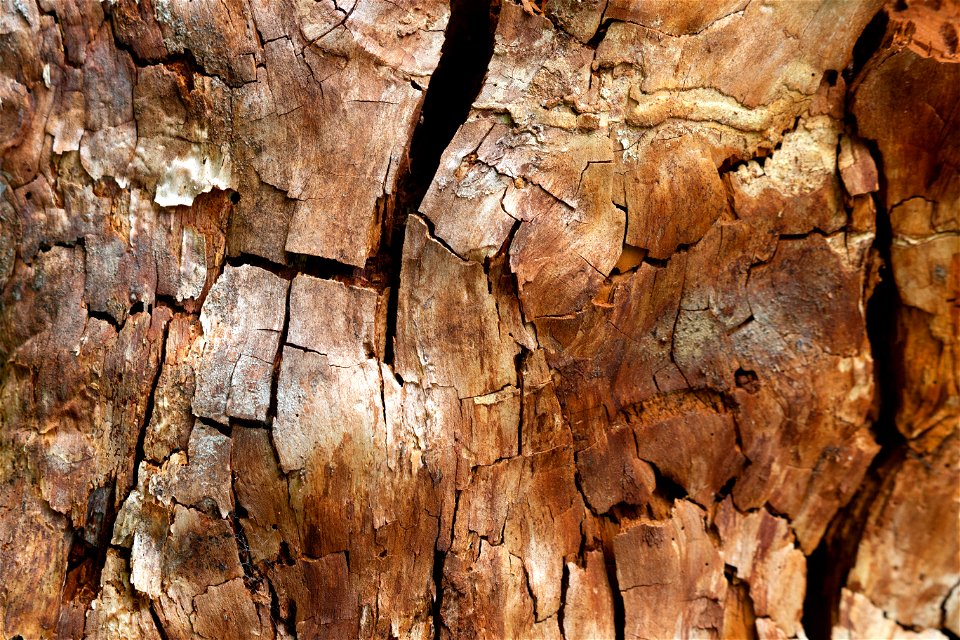 Cracked Wood Texture photo