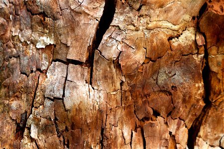 Cracked Wood Texture photo