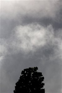 Black and White Treetop photo