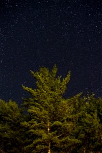 Pine Tree at Night photo