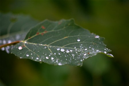 Macro Raindrops photo