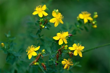 Yellow Wildflowers photo