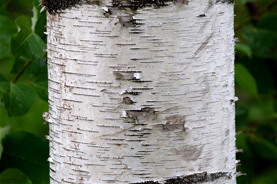 Fine Birch Tree Texture photo