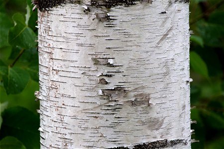 Fine Birch Tree Texture photo