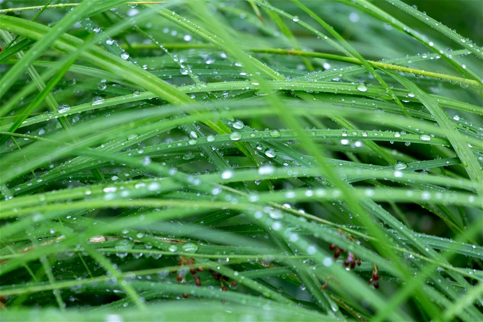 Fine Wet Grass photo