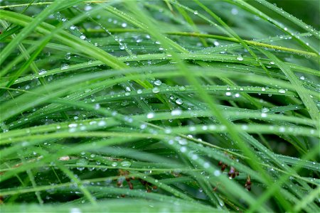 Fine Wet Grass photo