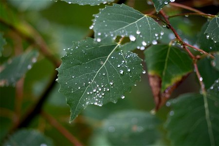 Raindrops on Dark Green Leaves photo