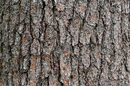 Pine Bark Textures photo