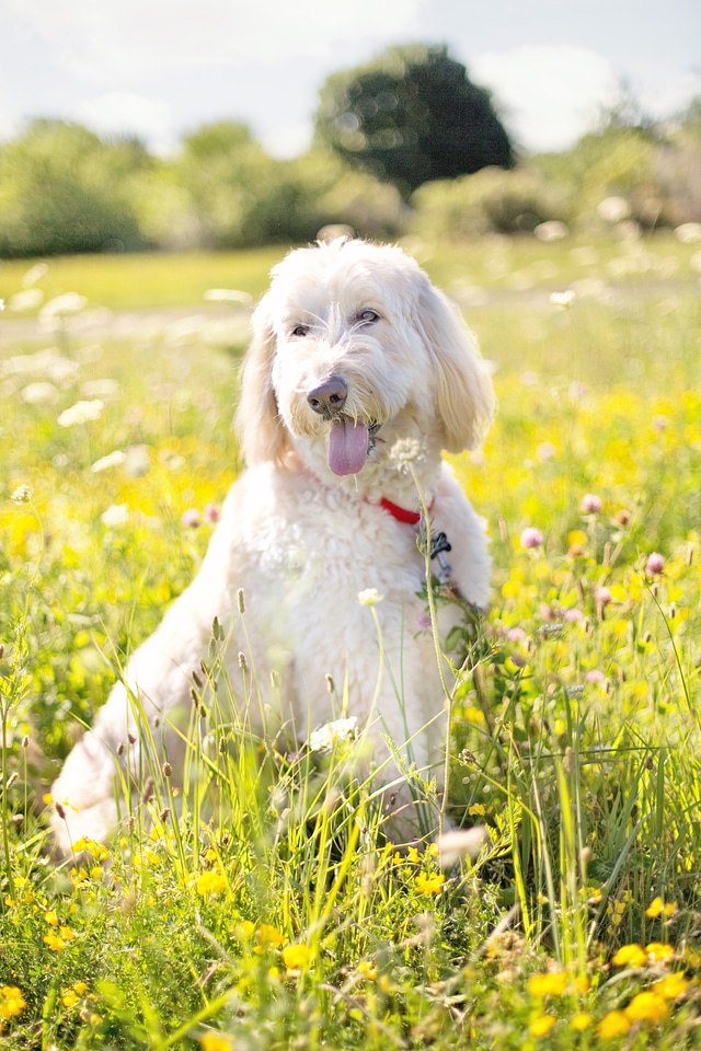 White outdoor wildflowers