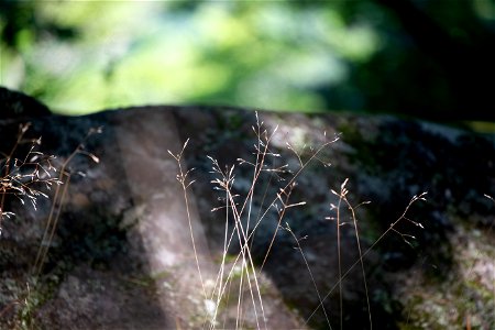 Fine Grass Strands photo