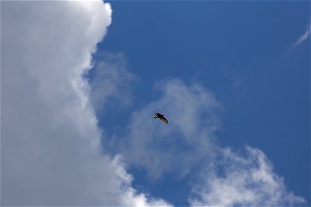 Bird Flying Out of a Cloud photo
