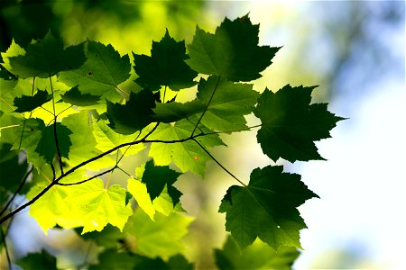 Contrasting Green Maple Leaves