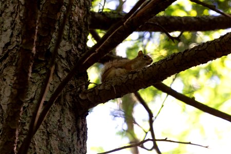 Red Squirrel in Tree photo