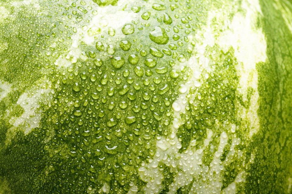 watermelon with water drops