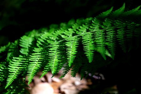 Drooping Fern Frond photo