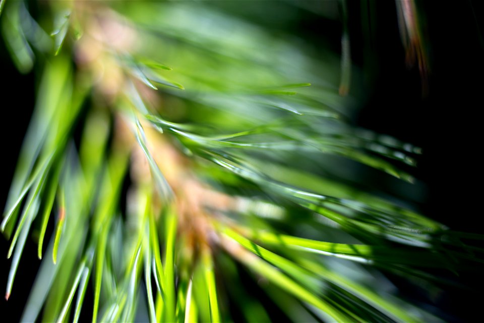 Bokeh White Pine Needles Against Dark Background photo