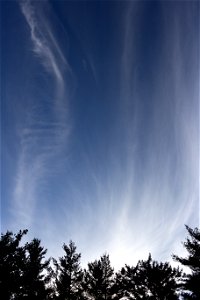 Streaking White Clouds Over Treetops photo