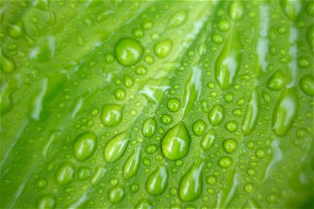 Macro Raindrops on Bright Green Leaf photo