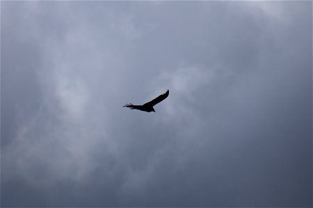 Lone Bird in Foreboding Sky photo