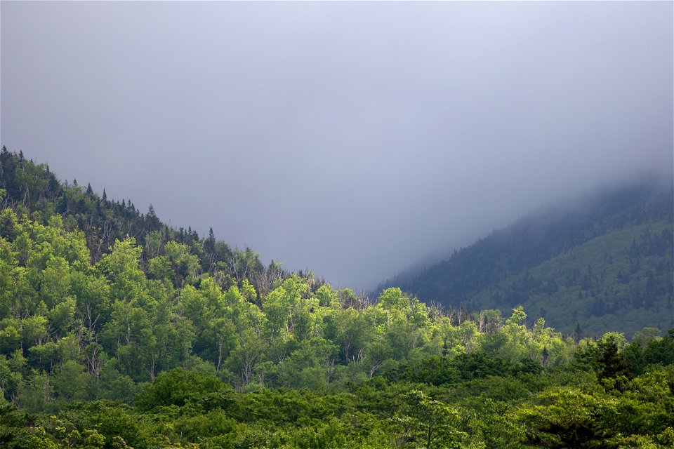 Heavy Humidity photo