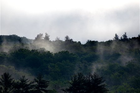 Layers of Mist Over the Forest