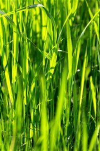 Bright Green Blades of Grass
