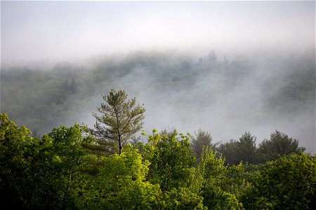 Fog Burning Off Over the Forest photo