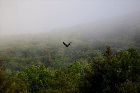 Large Bird Flying Low Over Treetops