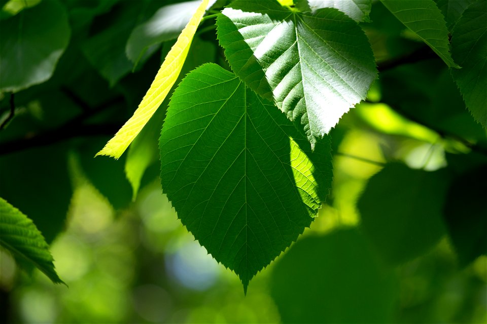 Green Summer Leaves photo