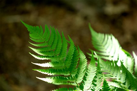 Ferns Touched by Sunlight photo