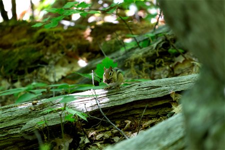 Chipmunk on Old Fallen Log photo