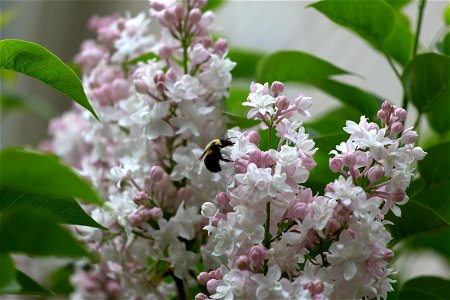 Bumble Bee on Lilac Flowers photo