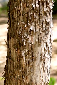 Ironwood Tree Bark photo