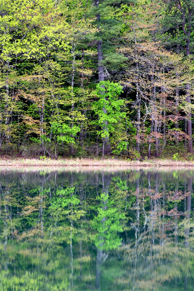 Spring Reflections photo