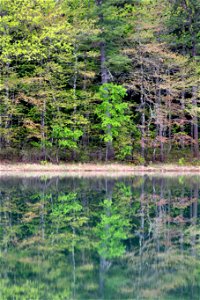 Spring Reflections photo