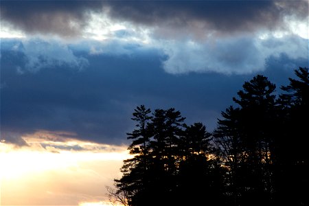 Pine Trees at Sunset photo