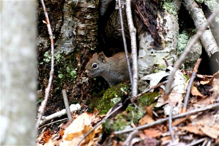 Shy Squirrel in the Forest photo