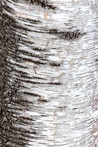 Contrasting Birch Bark Texture photo
