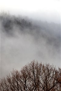 Fog Rolling Through Bare Forest photo