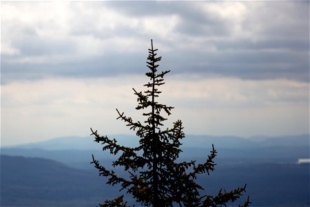 Treetop on a Mountaintop photo