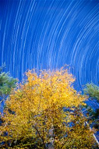 Star Trails Over Golden Tree photo