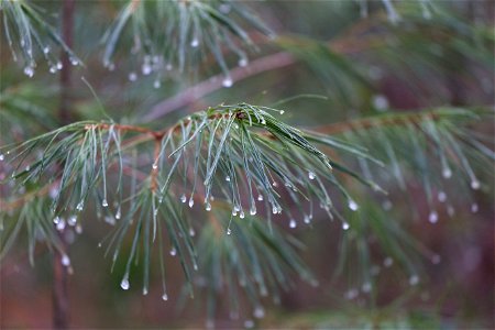 Wet Pine Needles photo