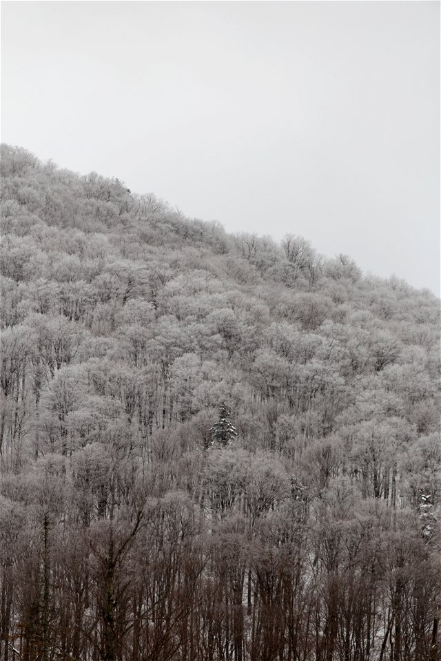Frosted Landscape photo
