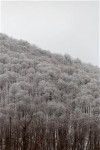 Frosted Landscape photo